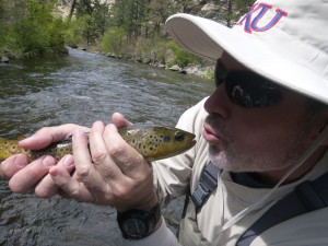 Brown Trout Love at First Set 